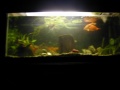414 fishtank